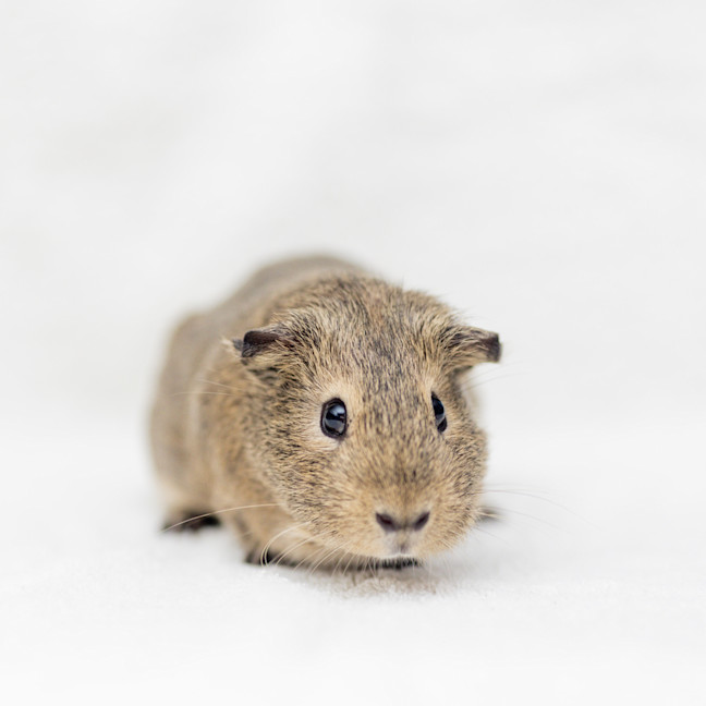 Photo of Lamby