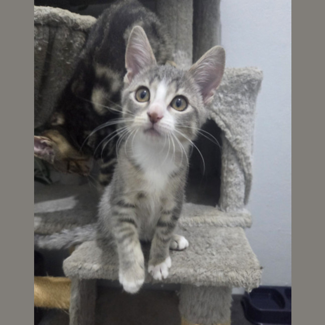 Photo of Iris   Ringworm Special $49