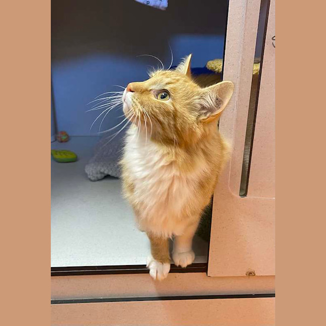 Photo of Weasley