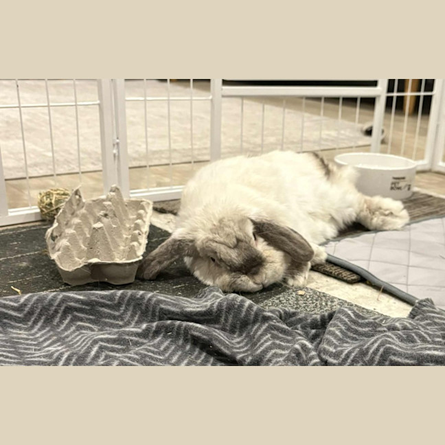 Photo of Gorgeous Milo