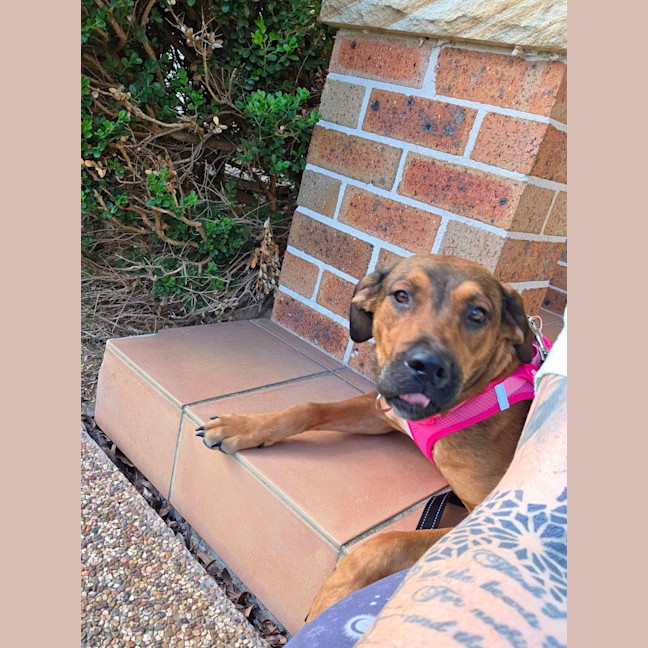 Photo of Nala 