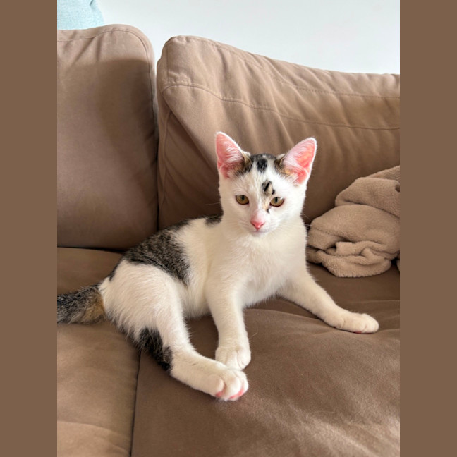 Photo of Smokey