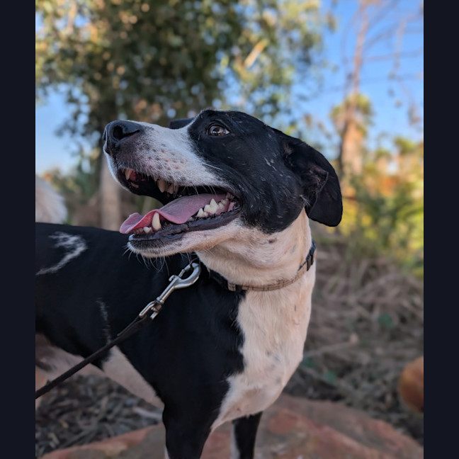 Photo of Gidgy (Buster)