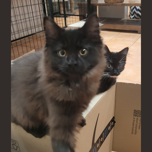 Photo of 💕 Ross Gellar 💕