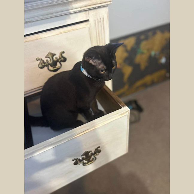 Photo of Java   Located In Surrey Hills