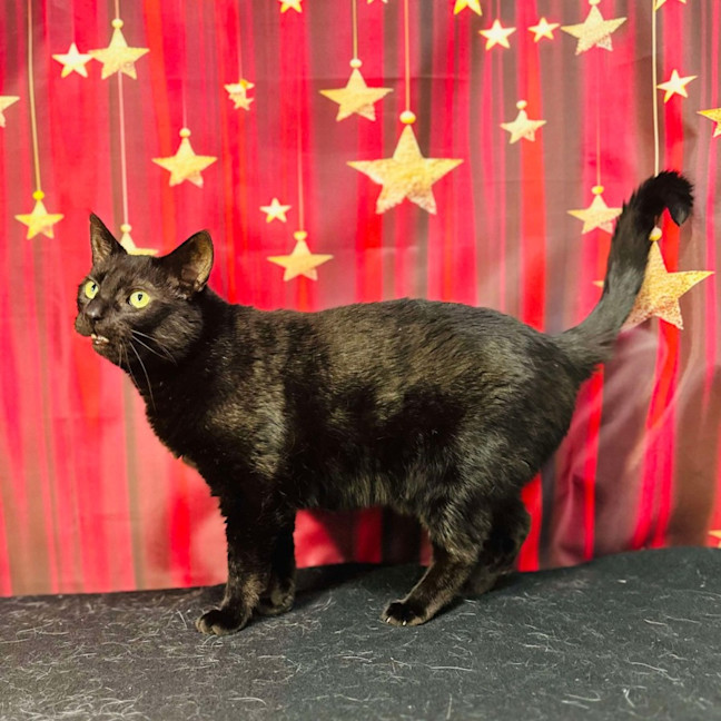 Photo of Bucky   Located In Preston