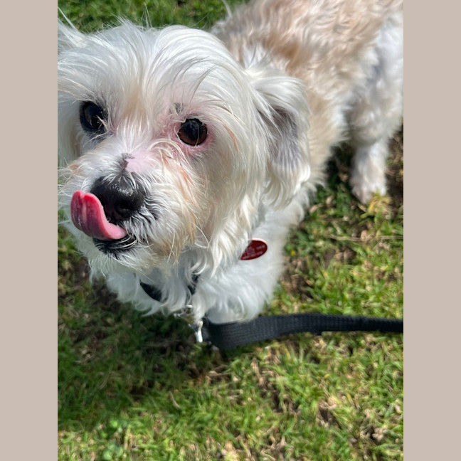 Photo of Mochi