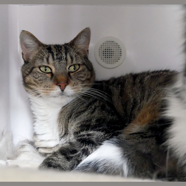 Photo of Wicket & Weasel