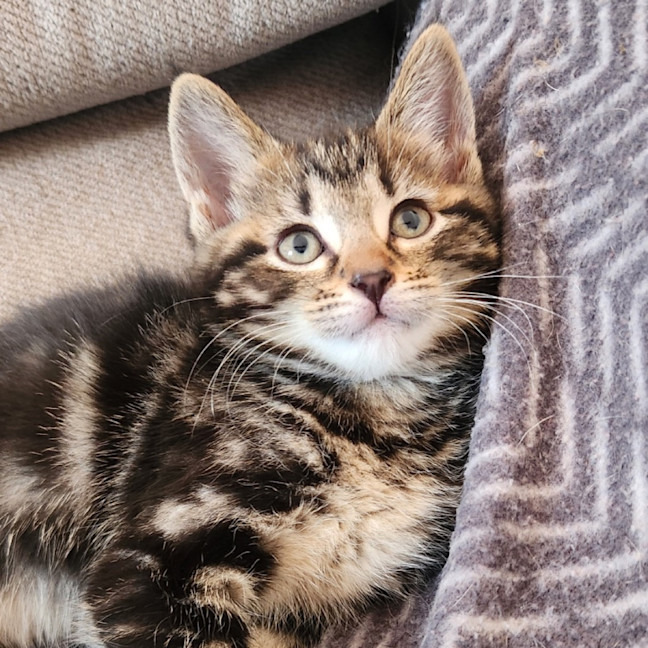 Photo of Nala