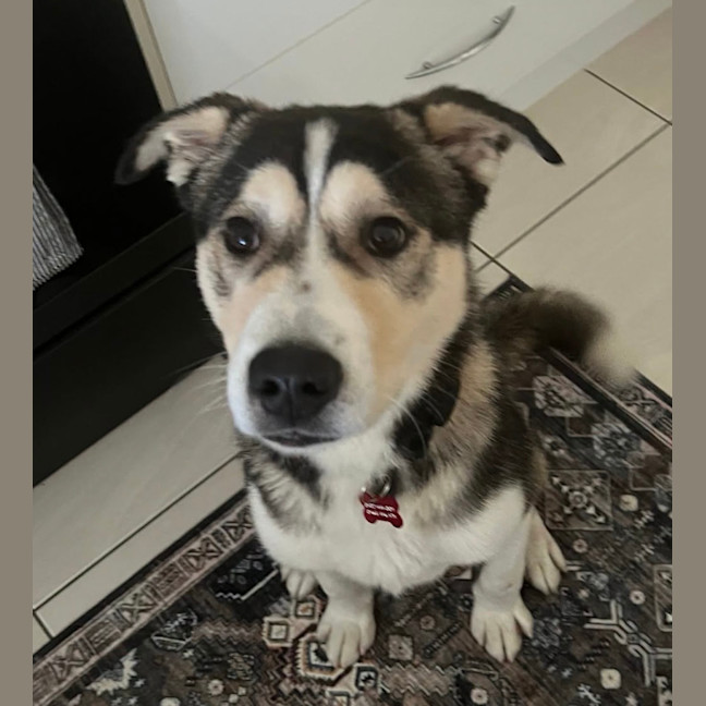 Photo of Lupo