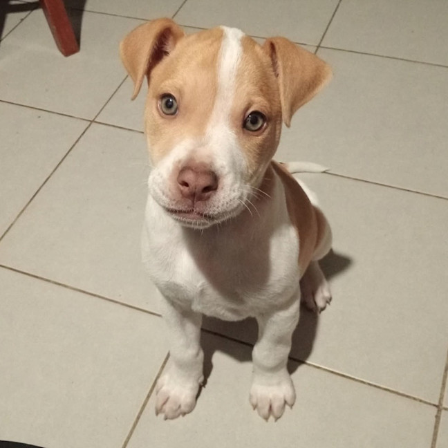 Photo of Gypsy