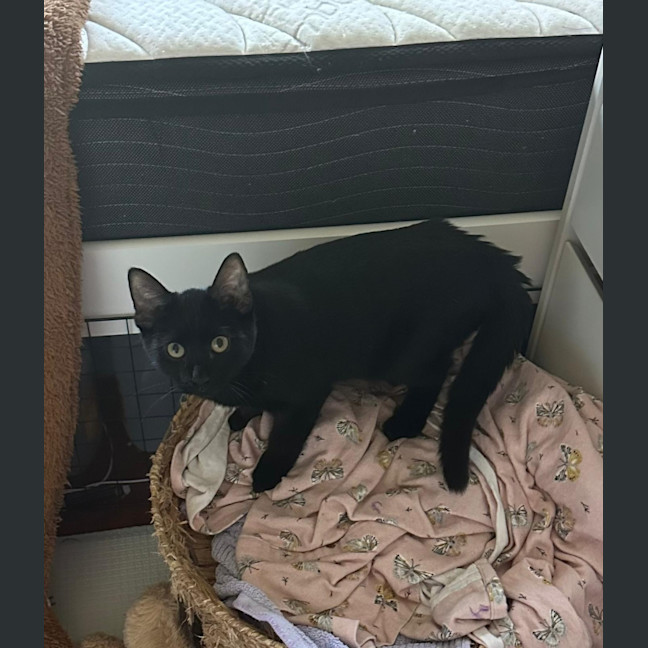Photo of Milo