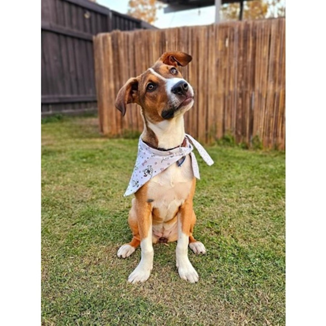 Photo of Gidget *$350 Adoption Fee*