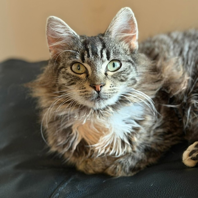 Photo of Peaches   In Foster Care In Doncaster