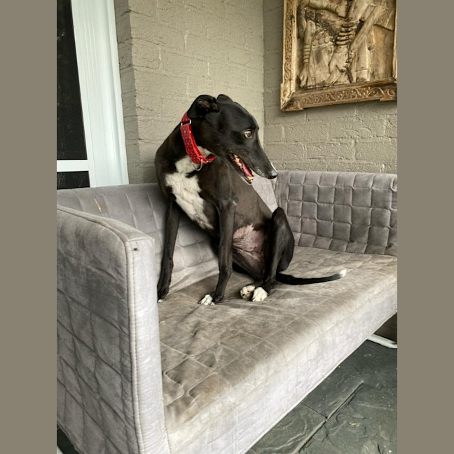 Photo of Dashi, The Greyhound