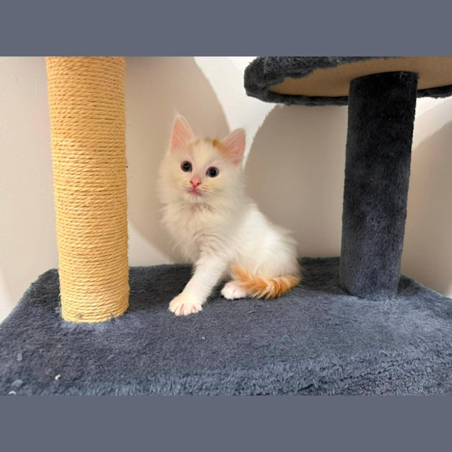Photo of Castin ** 2nd Chance Cat Rescue **