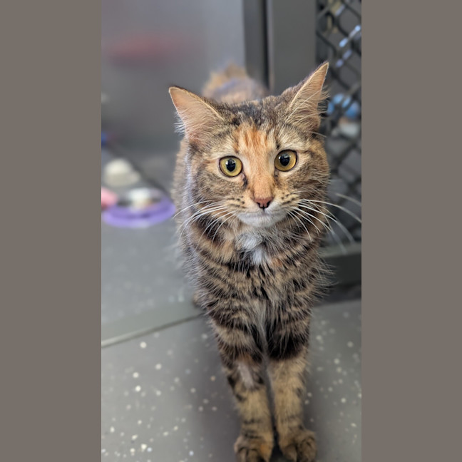 Photo of Brontosaurus