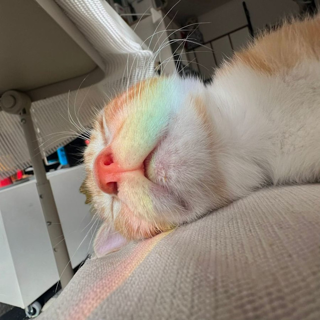 Photo of Gigi