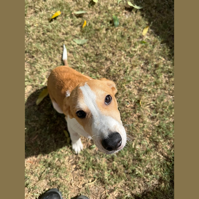 Photo of Chippy