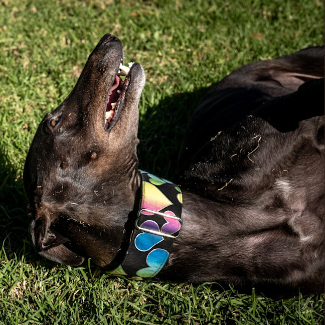 Photo of Poppet The Greyhound