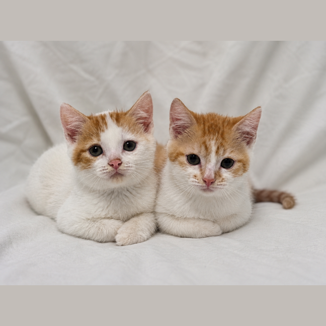 Photo of Marmalade And Cinnamon