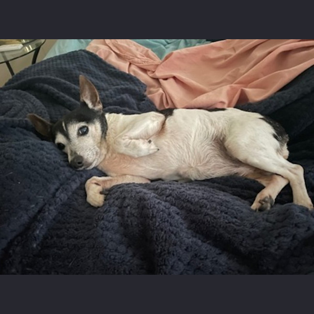 Photo of China   14 Year Old Tenterfield Terrier