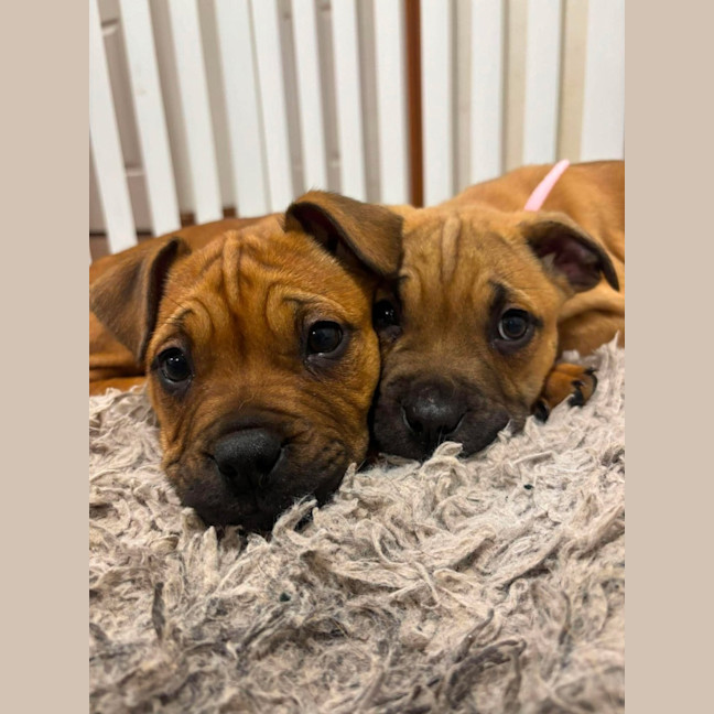 Photo of Spice Girls Litter