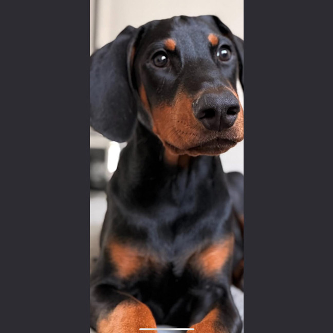 Photo of Missie Von Dobermann