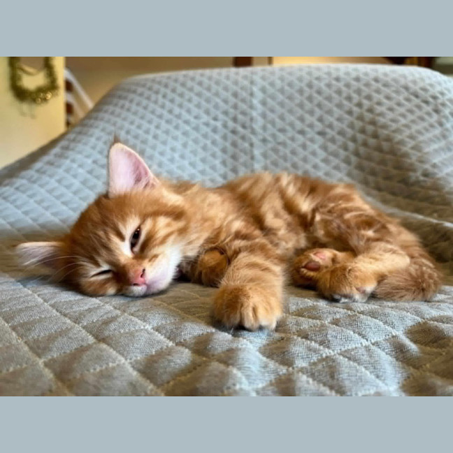 Photo of Edwina Biscuits