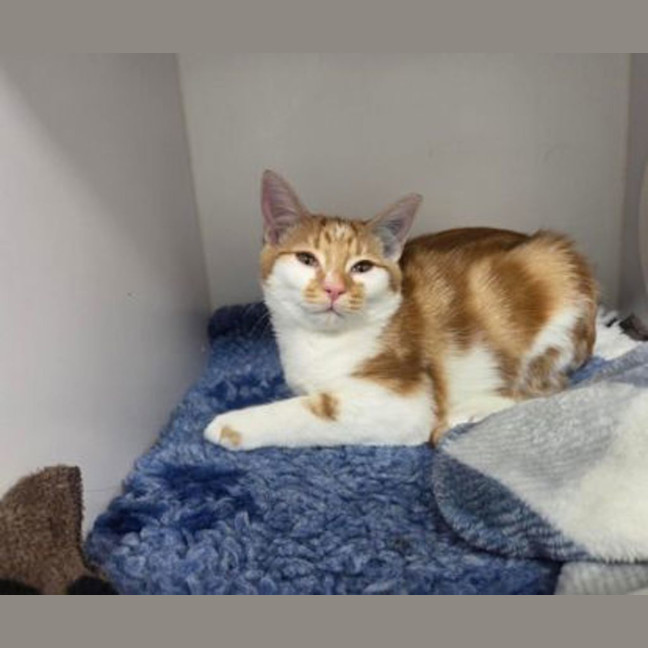 Photo of Simba