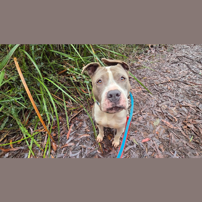 Photo of Koda