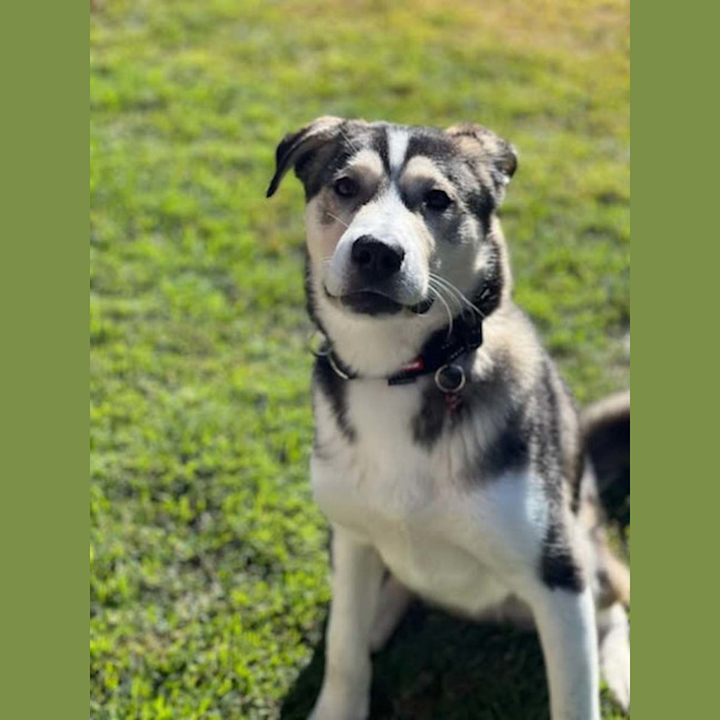Photo of Lupo