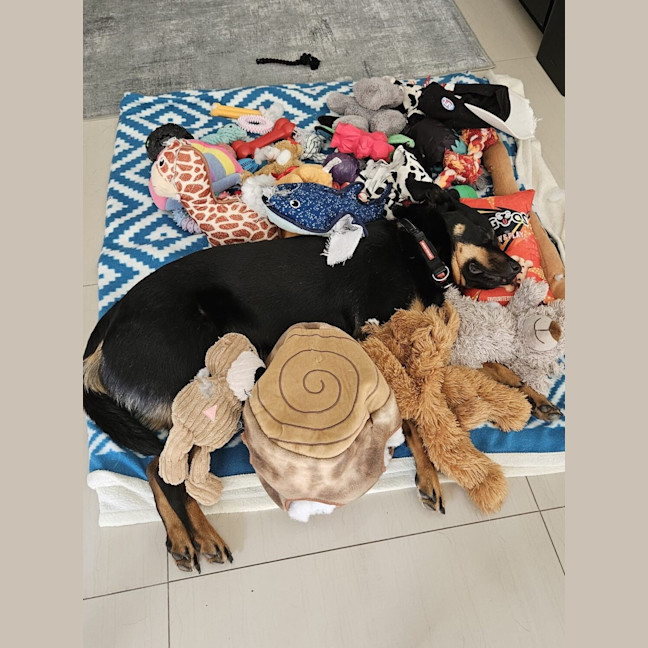 Photo of Finn