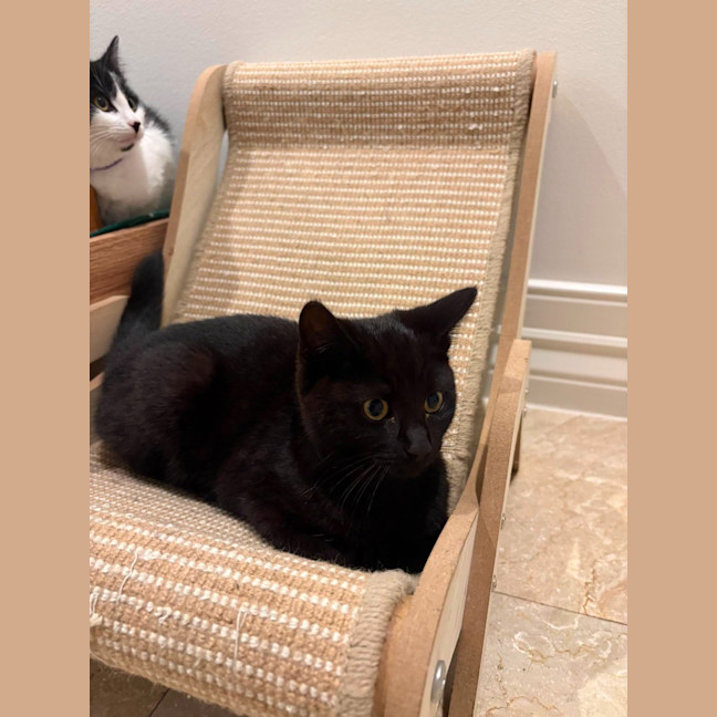 Photo of Vesper