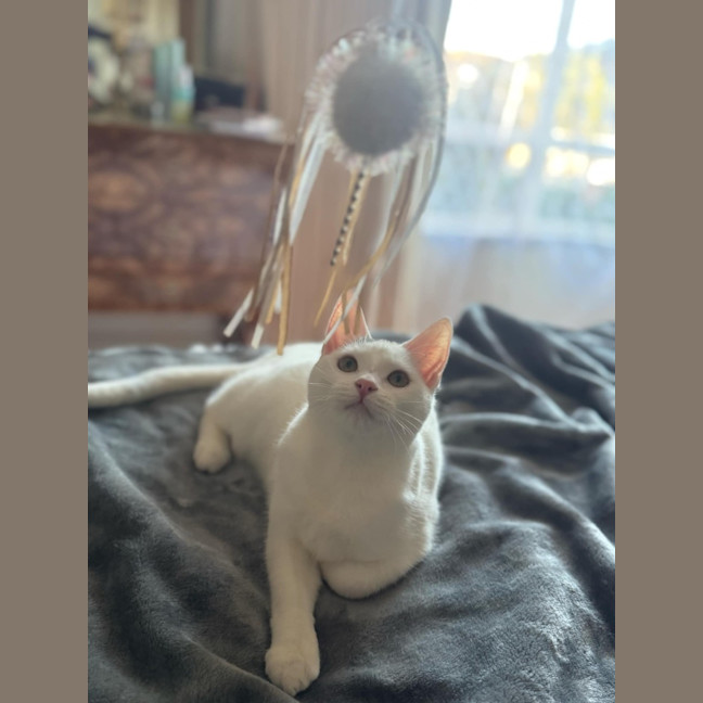 Photo of Tia   Located In Fawkner