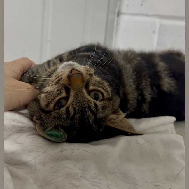 Photo of Tenor