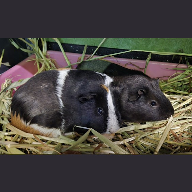 Photo of Isabella (Bonded With Alexandria)