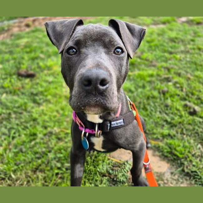 Photo of Ruby