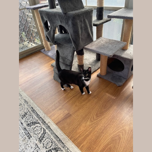 Photo of Geraldine   4 Month Old Domestic Short Hair