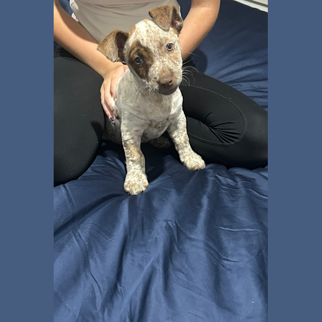 Photo of Hank (Was Buddy)