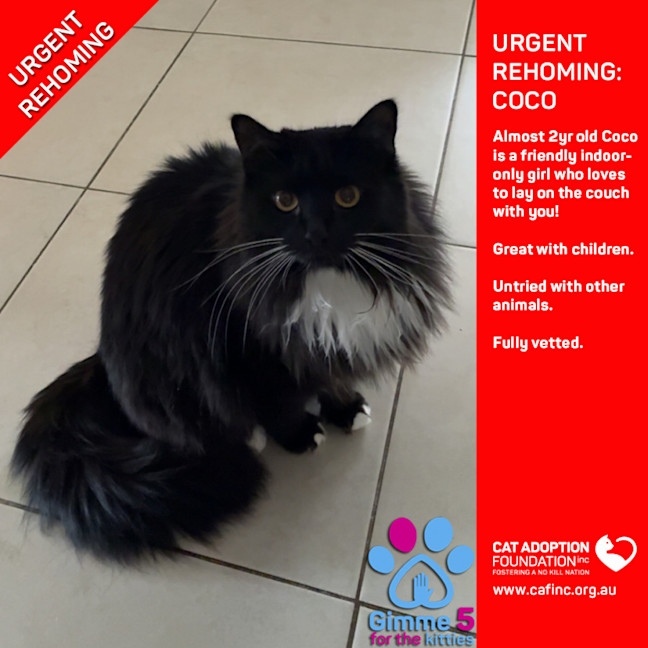 Photo of Coco