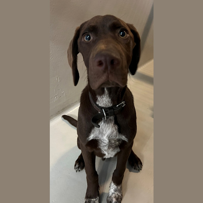Photo of Boone