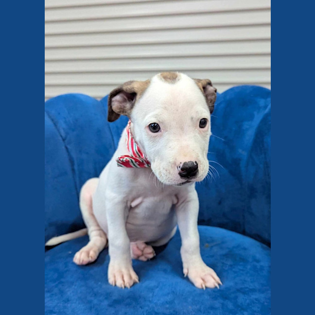 Photo of Jabba The Mutt