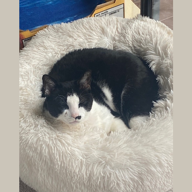 Photo of Felix