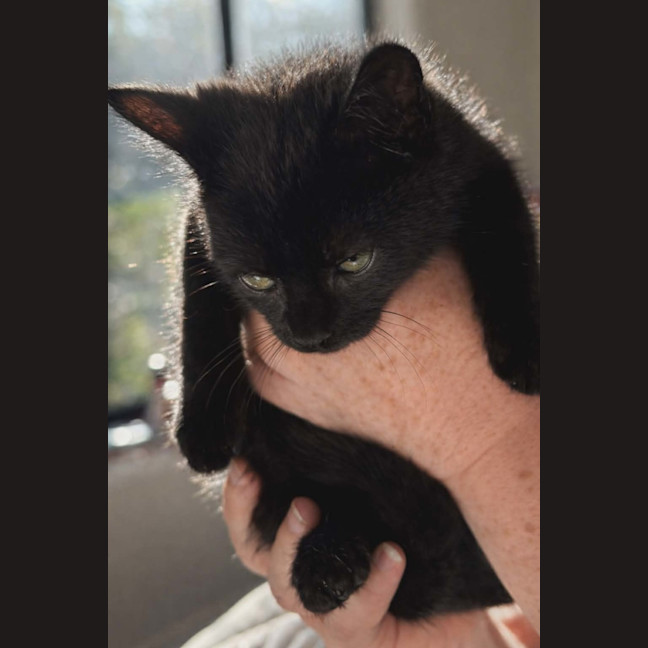 Photo of Cosmo, Stormy, Sable And Kalla