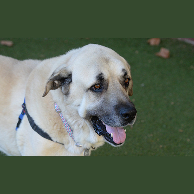 Photo of Big Boy