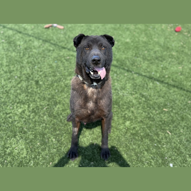 Photo of Tank Imp 3100