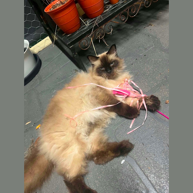 Photo of Oliver