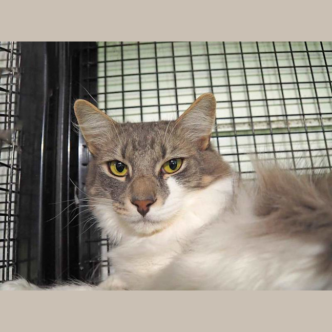 Photo of Gandalf