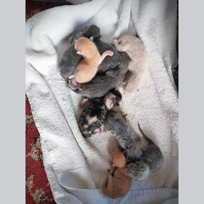 Photo of Donner 🦌